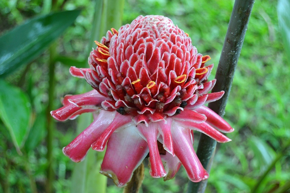 Flor tropical endémica vermelha
